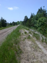 Gratiola quartermaniae