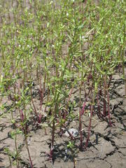 Gratiola quartermaniae