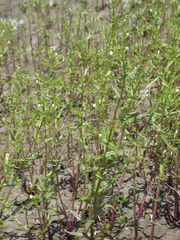 Gratiola quartermaniae