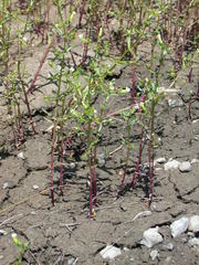 Gratiola quartermaniae