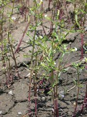 Gratiola quartermaniae