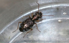Asaphidion flavipes