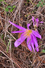 Colchicum montanum