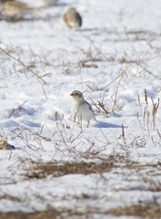 Plectrophenax nivalis
