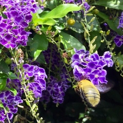 Xylocopa pubescens