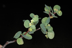 Euphorbia hindsiana