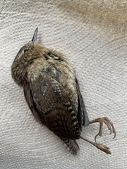 Troglodytes hiemalis