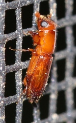 Euplatypus compositus