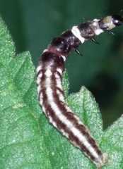 Helcystogramma triannulella