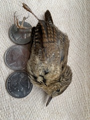 Troglodytes hiemalis