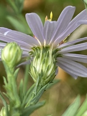 Symphyotrichum laeve laeve