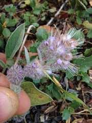 Phacelia mutabilis
