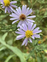 Symphyotrichum laeve laeve