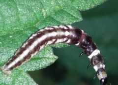 Helcystogramma triannulella