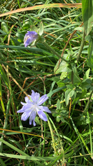 Cichorium intybus