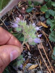 Phacelia mutabilis