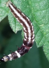 Helcystogramma triannulella