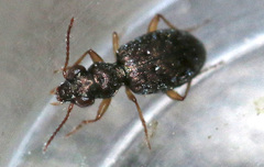 Asaphidion flavipes