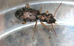 Asaphidion flavipes