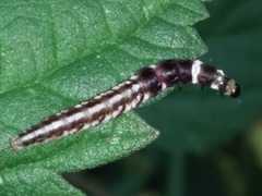 Helcystogramma triannulella