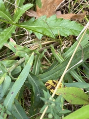 Symphyotrichum laeve laeve