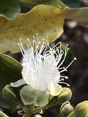 Couepia grandiflora