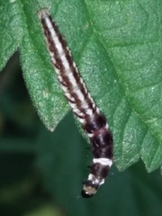 Helcystogramma triannulella