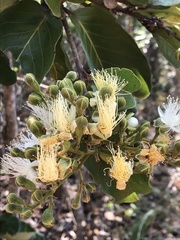 Couepia grandiflora