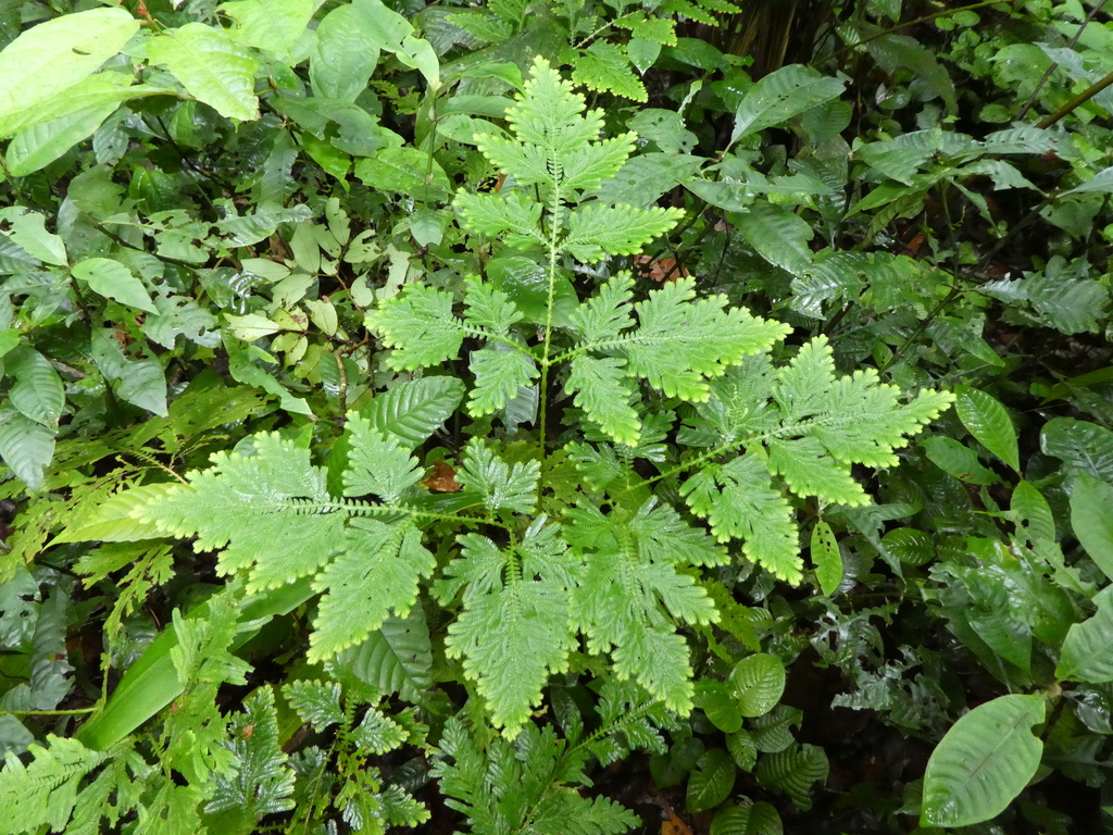 Selaginella vogelii