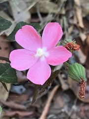Pavonia rosa-campestris