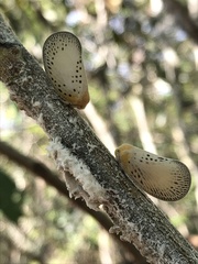 Poekilloptera phalaenoides