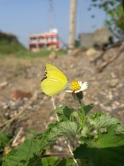 Eurema hecabe hecabe