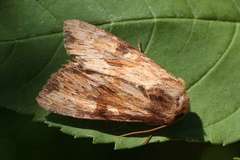 Apamea sublustris