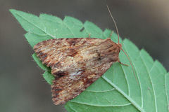 Apamea sublustris