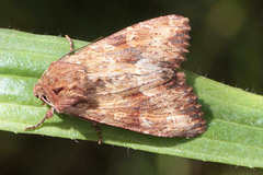 Apamea sublustris