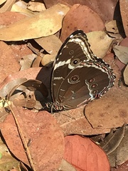 Morpho helenor achillides