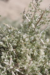 Plocama aucheri
