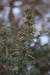Vachellia tortilis