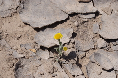 Asteraceae