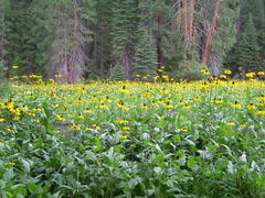 Rudbeckia californica