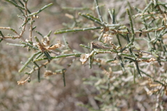 Haloxylon salicornicum