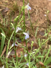 Lobelia flaccida flaccida