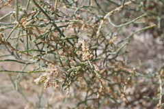 Haloxylon salicornicum