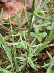 Lobelia flaccida flaccida