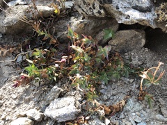 Epilobium siskiyouense