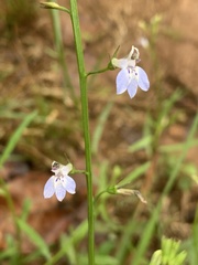 Lobelia flaccida flaccida