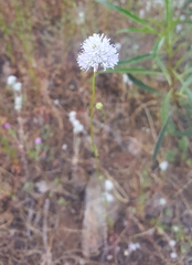 Gilia capitata capitata