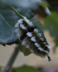 Megalopyge defoliata