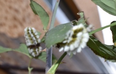 Megalopyge defoliata