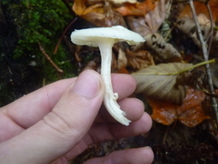 Cuphophyllus borealis